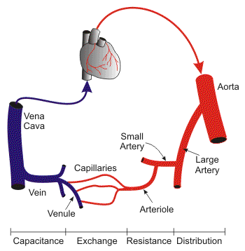 BP019 vascular network R1